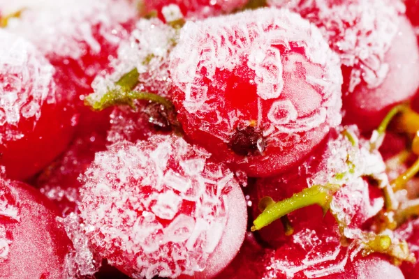 Frozen red currant berries. — Stock Photo, Image