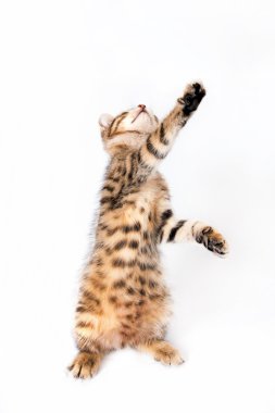 arka ayakları üzerinde duran kedi