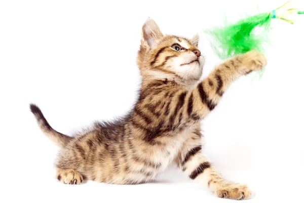 Kitten plays with a green feather — Stock Photo, Image