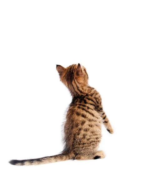 Kattunge stående på bakbenen — Stockfoto