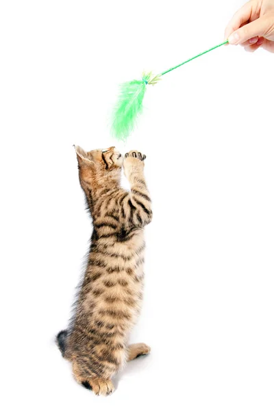 Kitten standing on hind legs — Stock Photo, Image