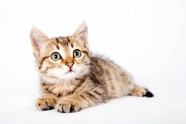 British kitten lying on a white background — Stock Photo, Image