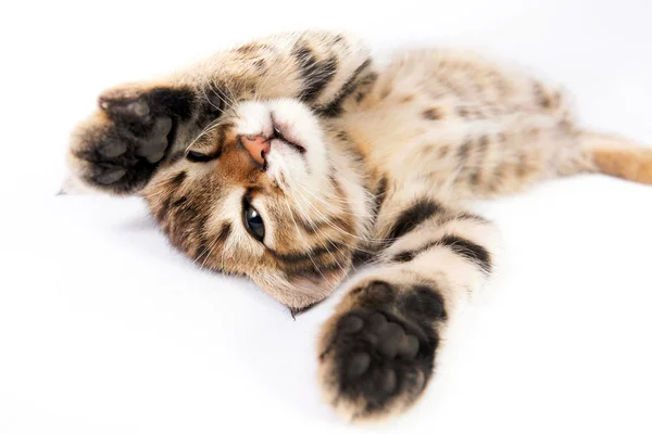 Funny Kitten playing — Stock Photo, Image