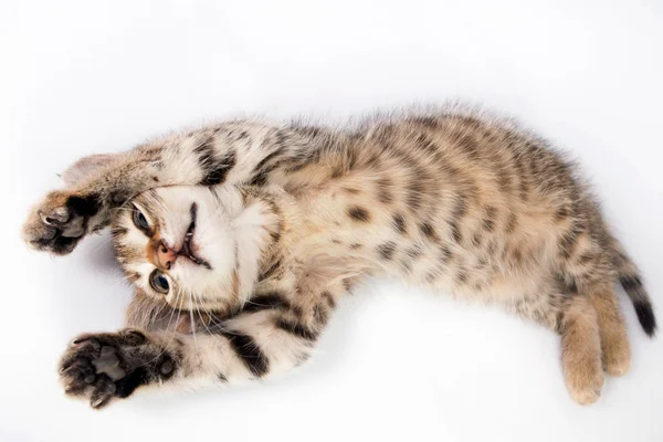 Komik kedi oynuyor — Stok fotoğraf
