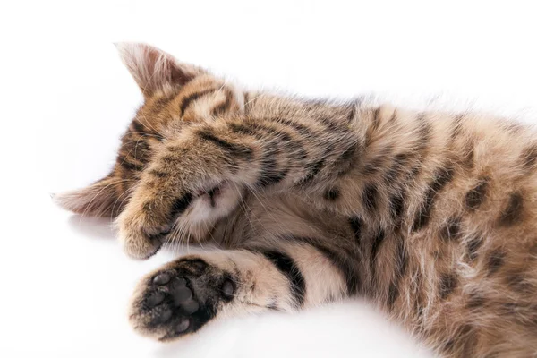 Sovande tabby kattunge — Stockfoto