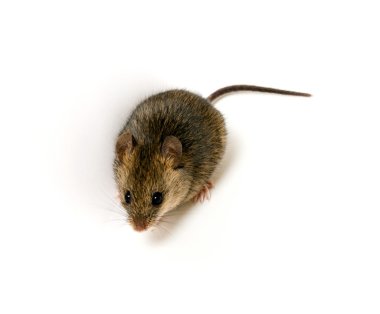 ahşap mouse