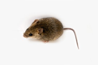 ahşap mouse