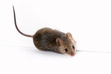 ahşap mouse