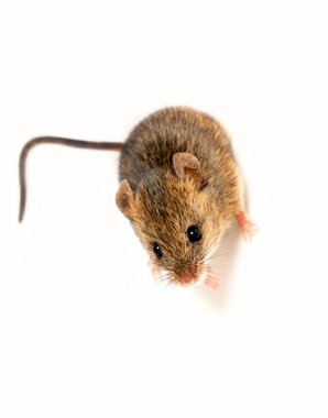 ahşap mouse