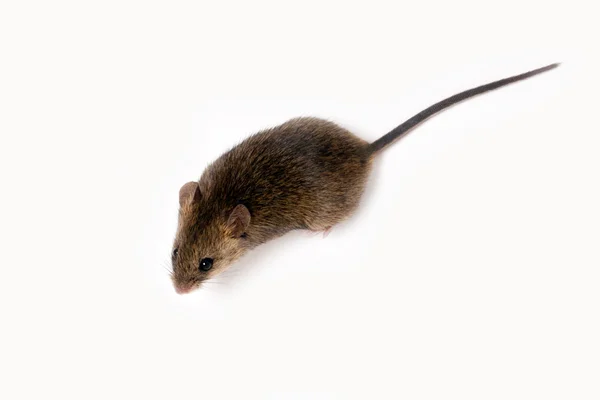 Dřevo myš — Stock fotografie