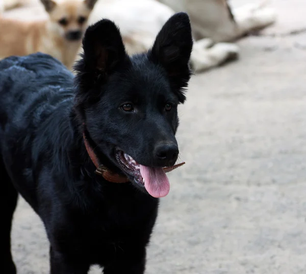 Shepherd dog — Stock Photo, Image