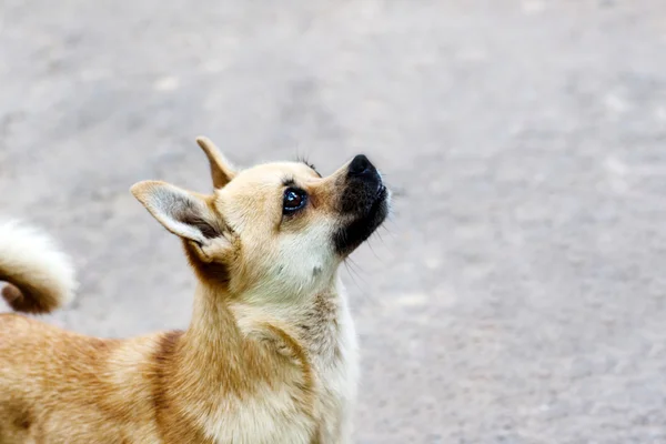 Hledá pes Chihuahua — Stock fotografie