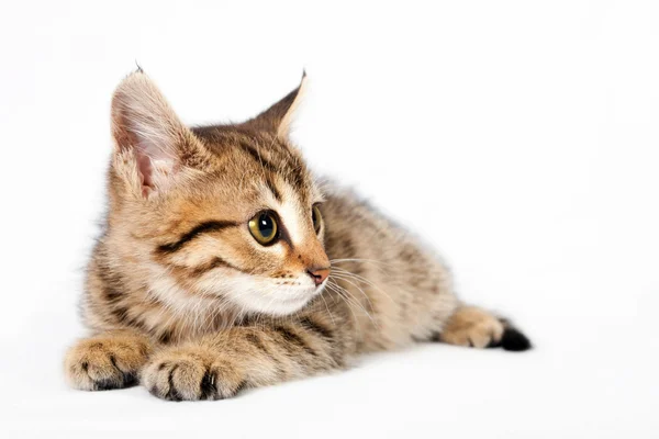 British kitten lying on a white background — Stock Photo, Image