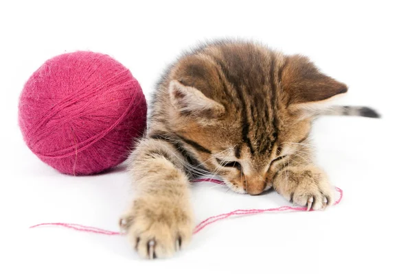 Tabby kitten playing with a ball of yarn — Stock Photo, Image