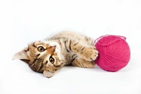 Tabby kattunge leker med en boll av garn — Stockfoto