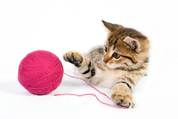 tabby yavru kedi yumağı ile oynama
