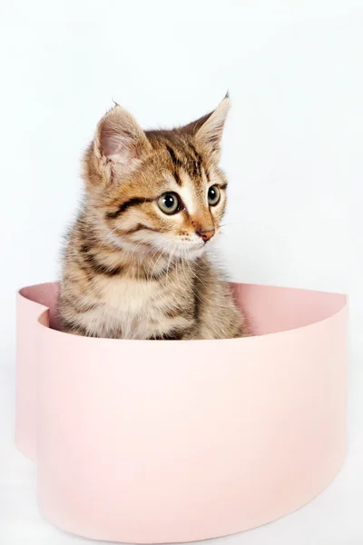 Little striped kitten sits in a box — Stock Photo, Image