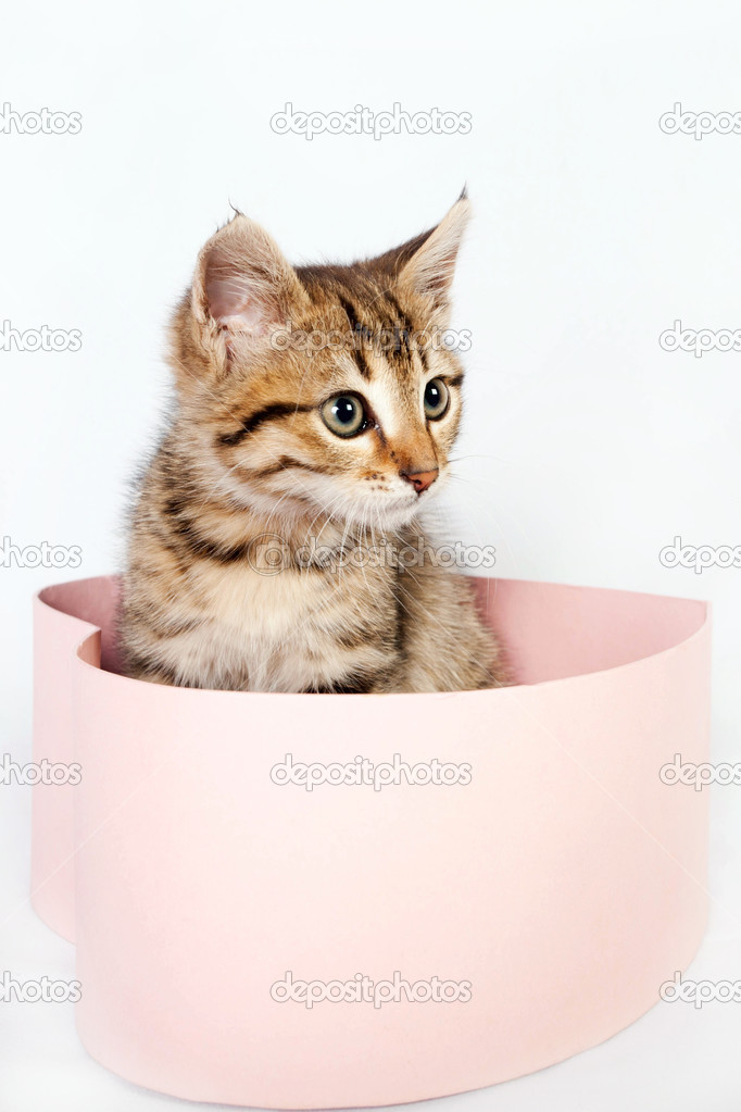 Little striped kitten sits in a box