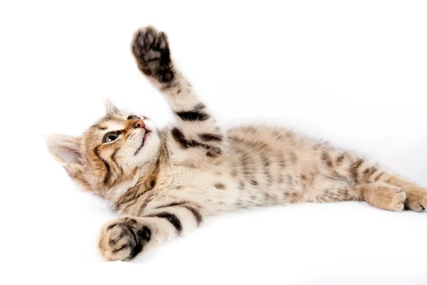 おかしい子猫の再生 — ストック写真