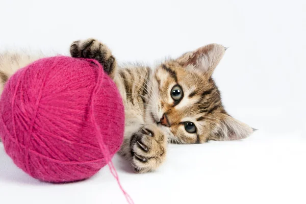 Tabby gatito jugando con una bola de hilo —  Fotos de Stock