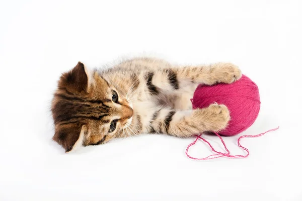 Tabby kitten playing with a ball of yarn — Stock Photo, Image