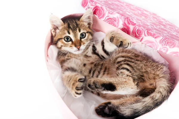 Kleines gestromtes Kätzchen spielt in einer Box — Stockfoto