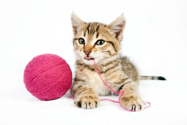 Tabby kitten playing with a ball of yarn — Stock Photo, Image