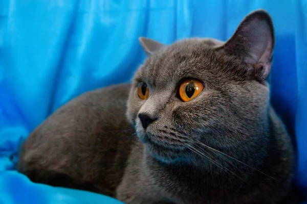Gray short-haired cat — Stock Photo, Image