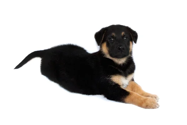 Cão de cachorro pastor — Fotografia de Stock