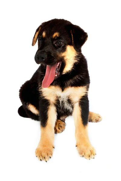 Shepherd puppy dog — Stock Photo, Image