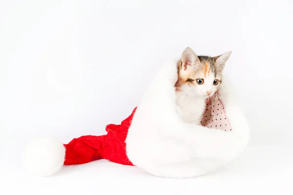 Katje in een kerstmuts. — Stockfoto
