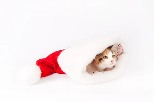 Kattunge i en santa hatt. — Stockfoto