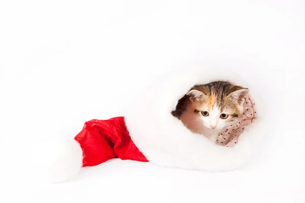 サンタの帽子の子猫. — ストック写真