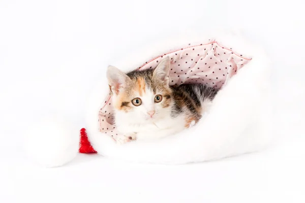 Kattunge i en santa hatt. — Stockfoto