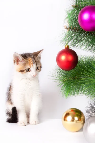 Kätzchen und Weihnachtsdekoration — Stockfoto