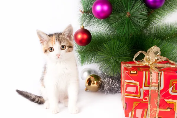 Kätzchen und Weihnachtsdekoration — Stockfoto