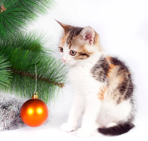 Kitten and Christmas decorations — Stock Photo, Image