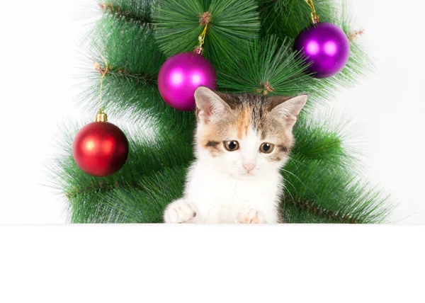 Gatinho com um quadro de avisos sobre decorações de Natal — Fotografia de Stock