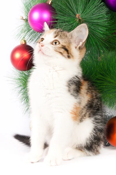 Kitten en Kerst decoraties — Stockfoto