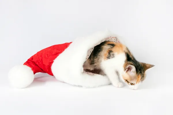 산타 모자에 있는 고양이. — 스톡 사진