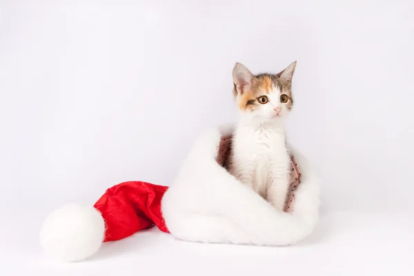 Katje in een kerstmuts. — Stockfoto