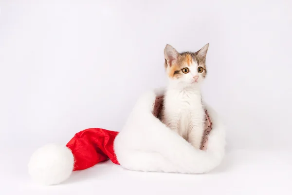 Kitten in a santa hat. — Stock Photo, Image