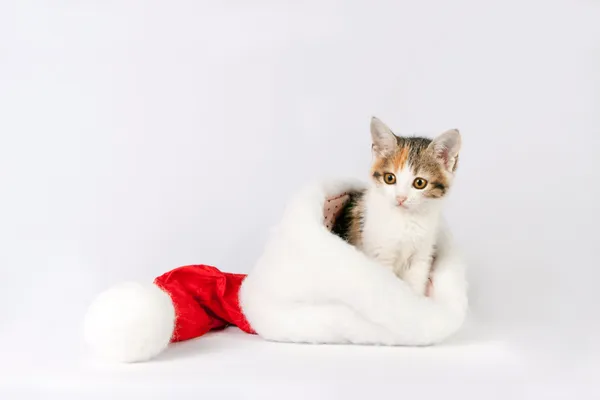 Katje in een kerstmuts. — Stockfoto