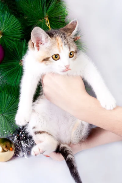Katje in menselijke handen op de achtergrond van Kerstmis — Stockfoto