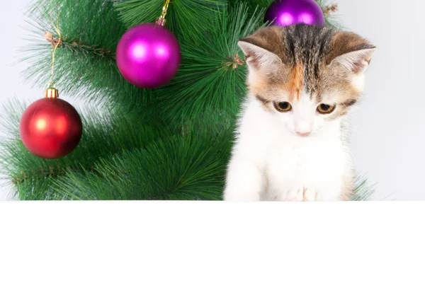 Kitten with a bulletin board on Christmas decorations — Stock Photo, Image