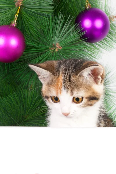 Котенок с доской объявлений на рождественских украшениях — стоковое фото