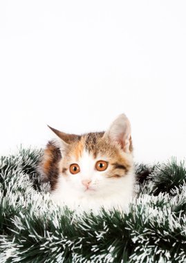 Benekli kedi ve tinsel Noel