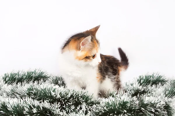 Christmas spotted kitten and tinsel — Stok Foto