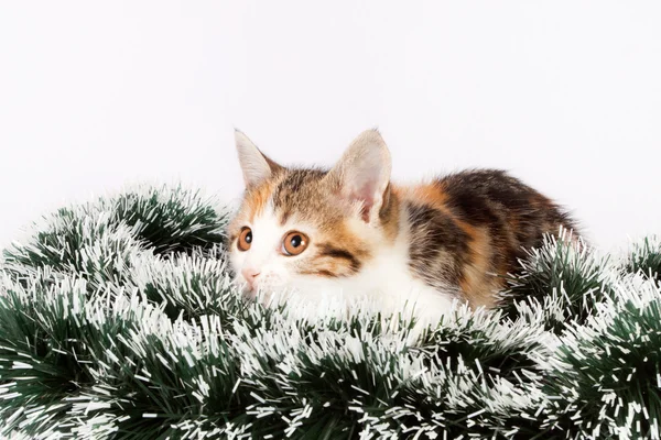 Christmas spotted kitten and tinsel — Stock Photo, Image