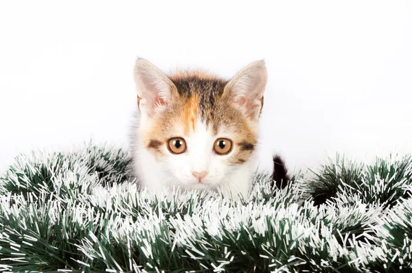 Natal manchado gatinho e ouropel — Fotografia de Stock